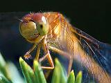 Dragonfly On A Pine_51422-3